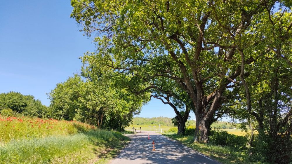 Avignon - Villelaure - Elagage mise au gabarit routier -1 .png