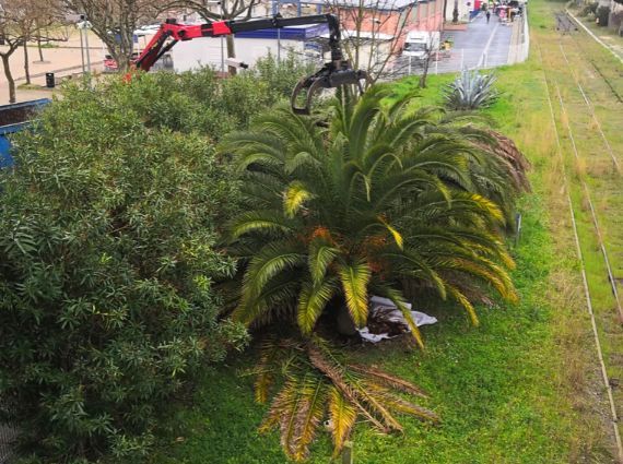SERPE - Abattage palmiers charançonnés Nîmes.png